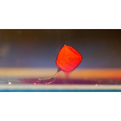 Wafters Haldorado Tornado 12mm, Turtă Dulce 30ge