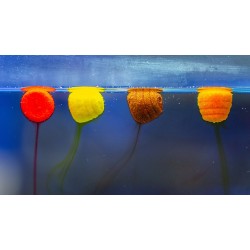 Wafters Haldorado Tornado 12mm, Capsuna Dulce 30g