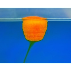 Wafters Haldorado Tornado 12mm, Capsuna Dulce 30g