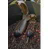 Korum Spomb Bopper Bait Droppers XL